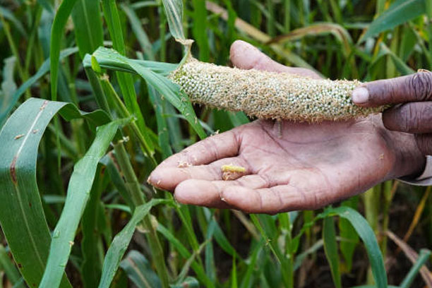 Fertilizers